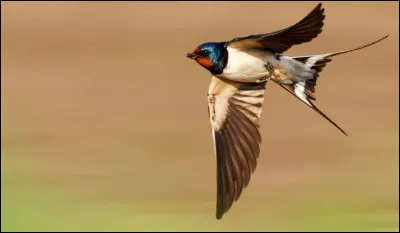 On dit que cet oiseau fait le printemps &agrave; son retour, c'est :