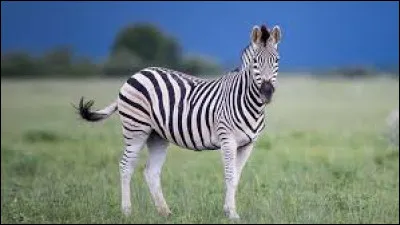 Pourquoi les z&egrave;bres ont-ils des rayures ?