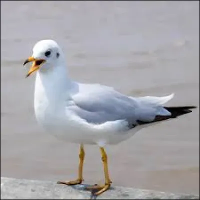 Pourquoi les mouettes crient-elles autant ?