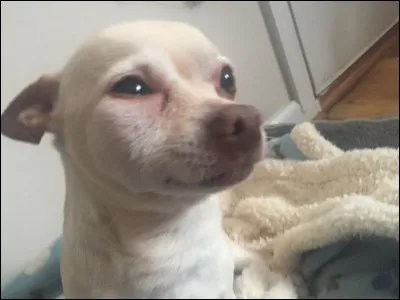 Avoir la t&ecirc;te enfl&eacute;e.Que veut dire cette expression qu&eacute;b&eacute;coise ?