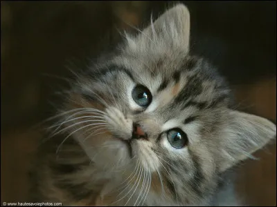 Qui a un fr&egrave;re (des fr&egrave;res) ou une s�ur (des s�urs) ?