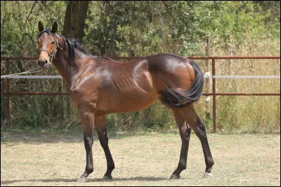 Tu as d&eacute;sormais un cheval ! Donne-lui un nom...