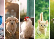 Test Quel est l'animal qui sommeille en toi ?