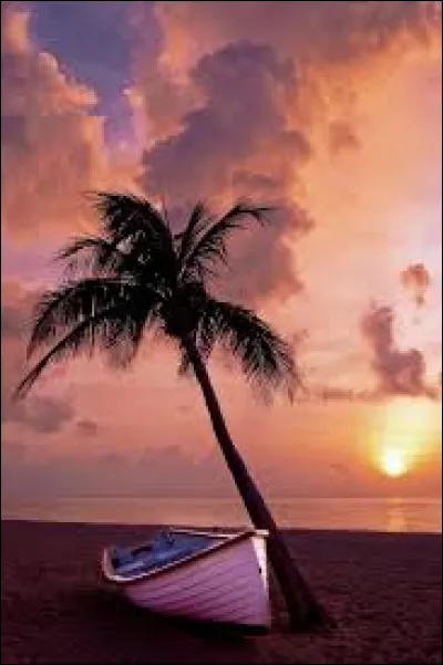 Une girafe mesure ___ de 3 m&egrave;tres de haut.