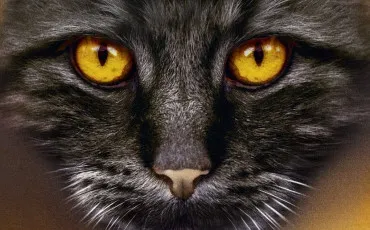 Quiz Litt�rature, po�sie