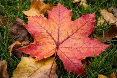 Qui ont &eacute;t&eacute; amoureux (m&acirc;les ou femelles) de chats ayant du sang de solitaires ?