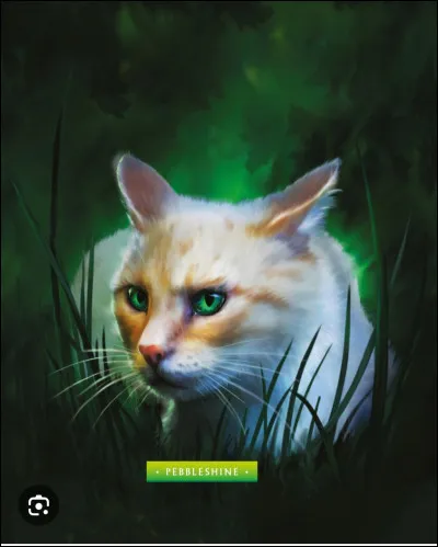 Qui est ce chat myst&eacute;rieux ?