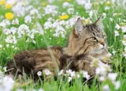 Quiz ~ Qui est-ce ? Spécial LGDC ~