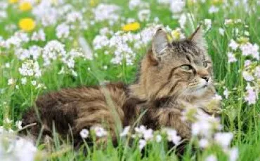 Quiz Litt�rature, po�sie