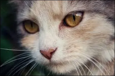 Chef du Clan du Tonnerre, mon p&egrave;re est un des antagonistes principaux de la saga. Ma s�ur a chang&eacute; de clan pour rejoindre notre p&egrave;re qui s'&eacute;tait fait exiler de son ancien clan. J'ai tu&eacute; mon demi-fr&egrave;re qui tentait de tuer mon chef, mais sans le faire expr&egrave;s. Mon pr&eacute;d&eacute;cesseur meurt face &agrave; son plus grand ennemi durant la Grande Bataille.Je suis...