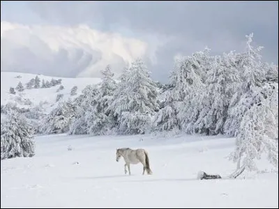 Quel artiste interpr&egrave;te "Tombe la neige" ?