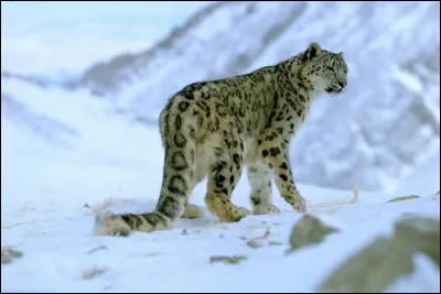 Quel autre nom donne-t-on &agrave; la panth&egrave;re des neiges ?