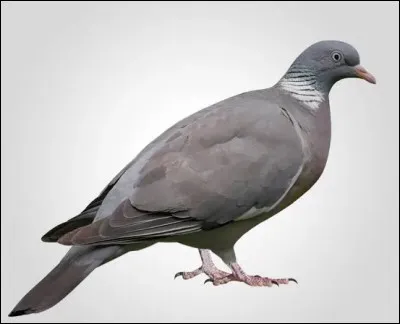Quel est le nom de cette race de pigeon qui pullulent dans les villes ?