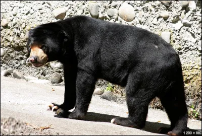Quel est le nom de cette race d'ours, le plus petit des ours et le seul d'origine tropicale ?