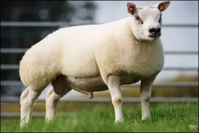 Quel est le nom de cette race ovine, un mouton originaire de Belgique ?