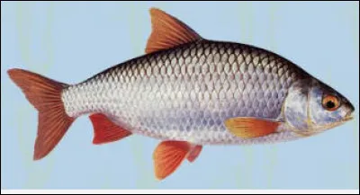 Quel est le nom de cette race de poisson gr&eacute;gaire d'eau douce ?