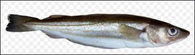 Quel est le nom de cette race de poisson de mer fr&eacute;quent dans l'Atlantique Nord ?