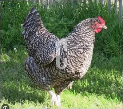 Quel est le nom de cette race de poule bretonne au plumage barr&eacute; gris et blanc ?