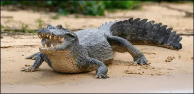 Quel est le nom de cette race de reptile, un crocodilien d'Am&eacute;rique du Sud et Centrale ?