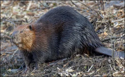 Quel est le nom de cette race de rongeur semi-aquatique c&eacute;l&egrave;bre pour ses constructions de barrages ?