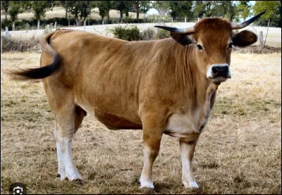 Quel est le nom de cette race bovine, une vache fran&ccedil;aise originaire du Massif Central ?