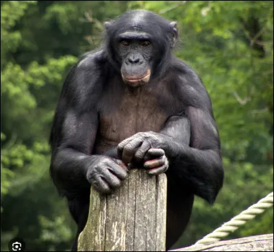 Quel est le nom de cette race de singe, un primate end&eacute;mique de la R&eacute;publique d&eacute;mocratique du Congo ?