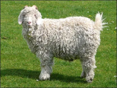 Quel est le nom de cette race caprine, une ch&egrave;vre originaire du Tibet &agrave; robe blanche abondante et soyeuse ?