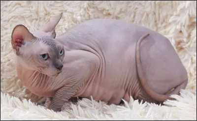 Quel est le nom de cette race de chat originaire du Canada, caract&eacute;ris&eacute; par la quasi-absence de fourrure ?