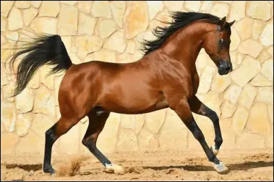 Quel est le nom de cette race chevaline, un cheval de selle de type arabe ?