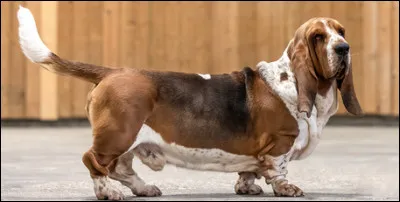 Quel est le nom de cette race de petit chien, originaire du Royaume-Uni, corpulent avec de courtes pattes ?