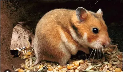 Quel est le nom de cette race de Hamster dor&eacute; domestique originaire de Syrie ?
