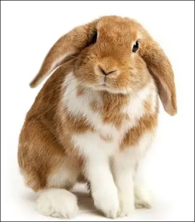 Quel est le nom de cette race de lapin domestique aux oreilles tombantes et &agrave; la fourrure abondante ?