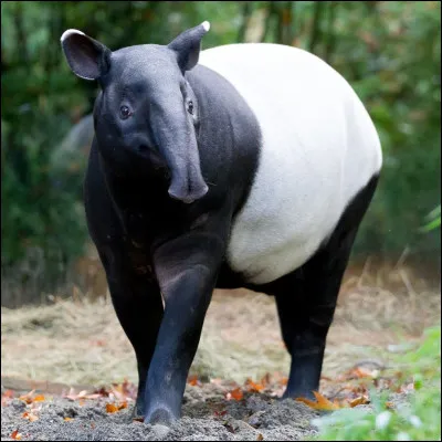 Quel est cet animal, originaire d'Am&eacute;rique du Sud ?