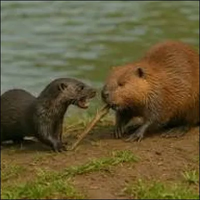 Lequel de ces deux animaux n'est pas carnivore ?