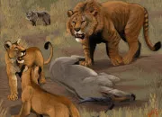 Quiz Lion ou tigre (2)