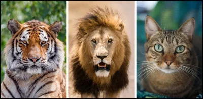 Quel est le plus en danger d'extinction ?