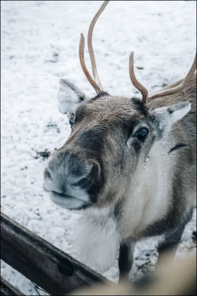 Quelle langue n�est pas officielle en Finlande ?