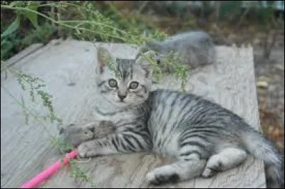 J ~ Jolie Plume : Elle a du sang :