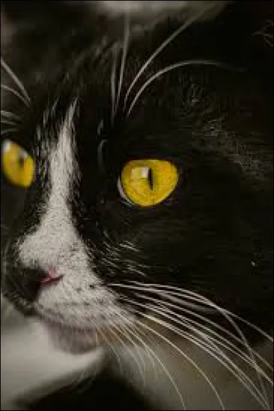 K ~ Kite Wing : Selon vous, de quel Clan est-elle ?