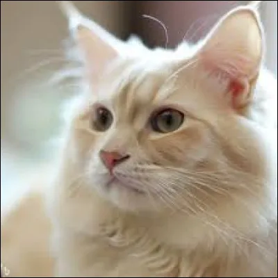 L ~ Longue Plume : Etait-il amoureux de Poil de Souris ?