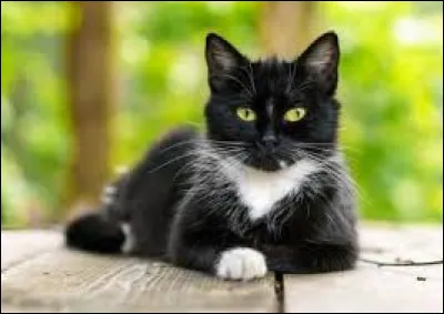 N ~ Nuage de Jais : Qui est son fr&egrave;re ?