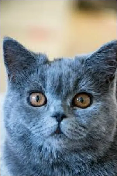 P ~ Plume Grise : Il a les yeux :