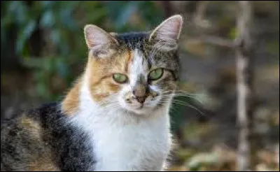 Q ~ Queue de Tortue : Comment se nommaient ses chatons ?