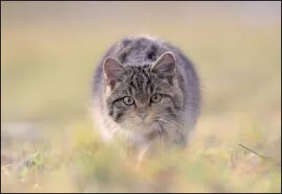 S ~ Soie de Gel : Qui sont ses parents ?