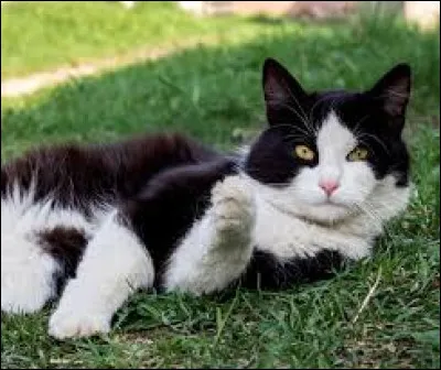 V ~ Violette Brillante : Elle a :