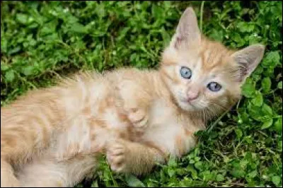 Z ~ Zigzag : C'est un chat domestique, un chat errant ou un solitaire ?