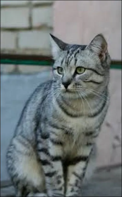 D ~ Douce Brise : Qui est de sa famille ?