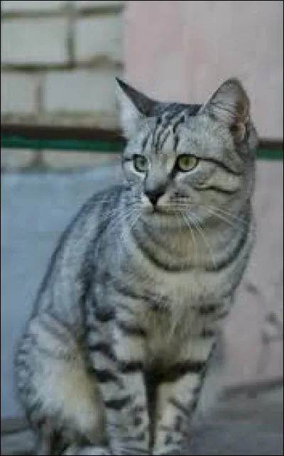 F ~ Feuille de Lis : Combien a-t-elle eu d'apprentis (jusqu'au cycle 7 tome 5) ?