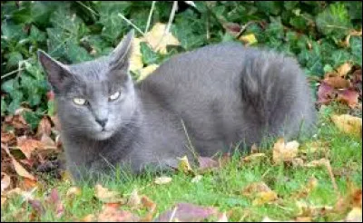 H ~ Harry des Sources : A-t-il des chatons ?