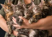 Test Quel lieutenant est-tu ?